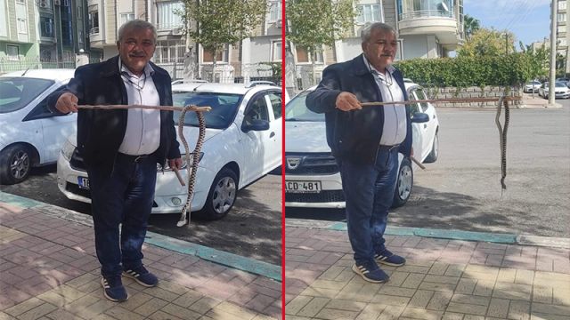 Şanlıurfa’da 1.5 metre boyunda engerek görüldü