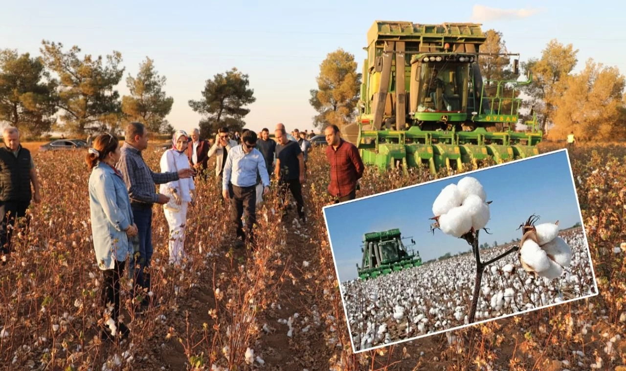 Şanlıurfa, pamuk üretiminde Türkiye’de ilk sırada!