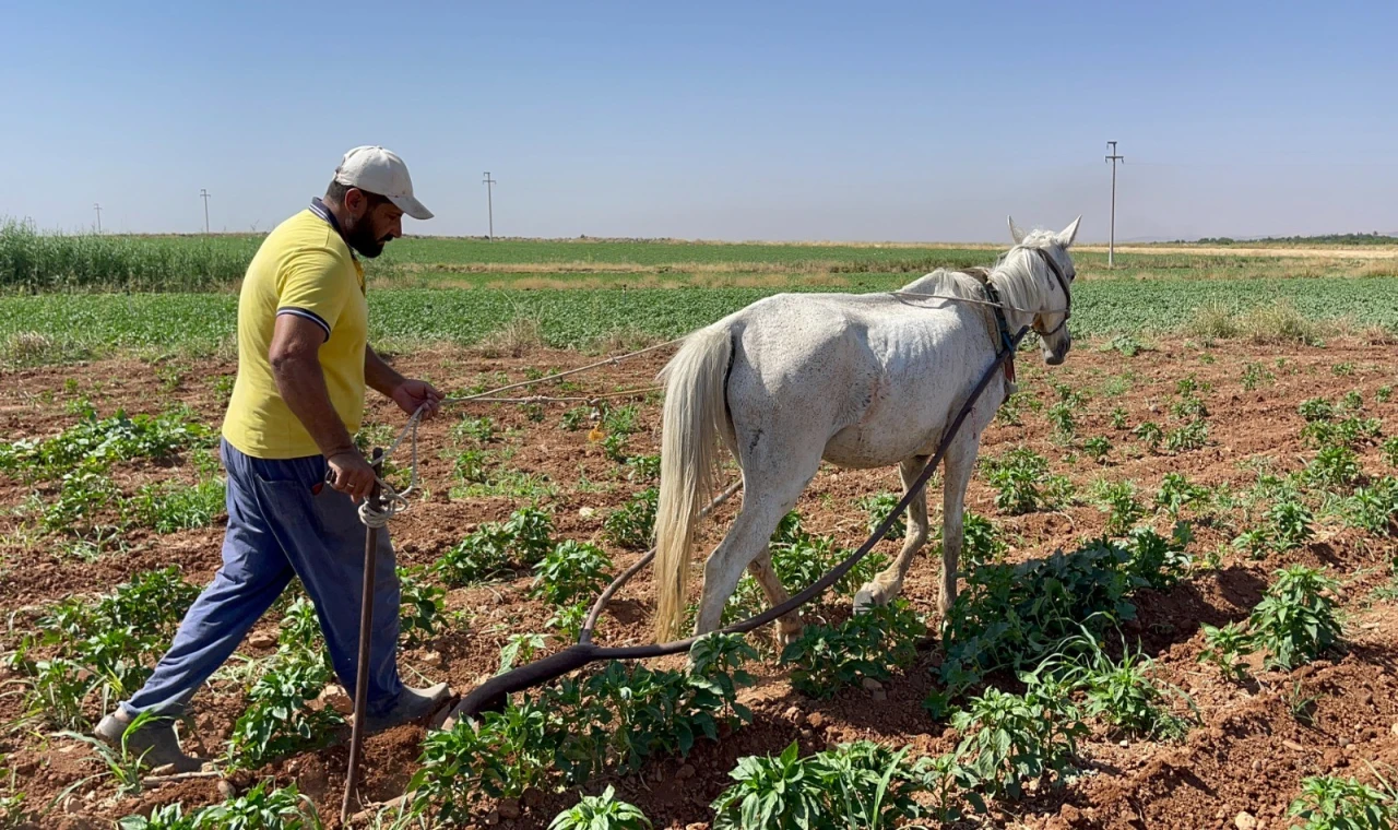Fiyatlar Arttı: Şanlıurfa'da Çiftçi Geleneksel Yönteme Döndü!