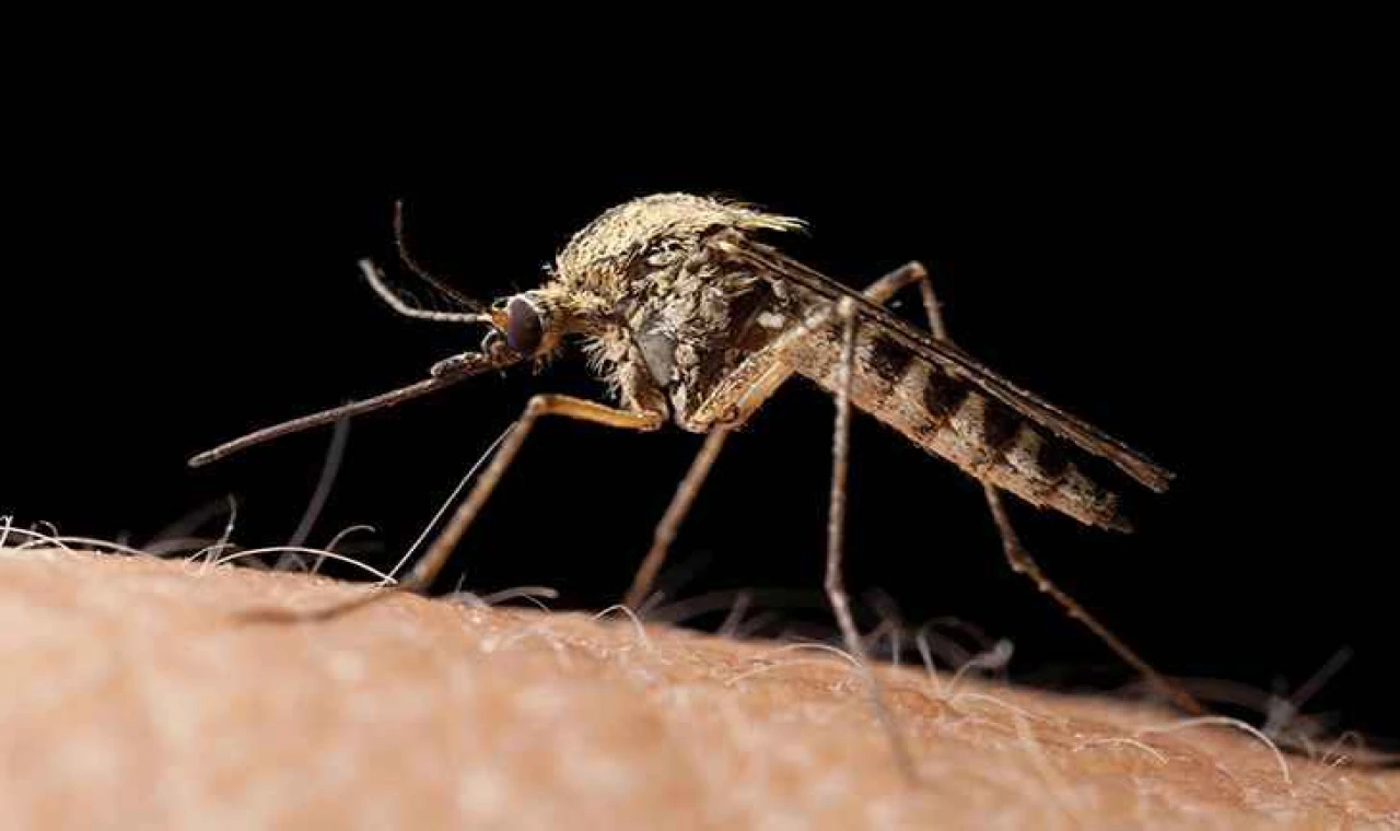 Şanlıurfalılar Sivrisineklere Dikkat! O Hastalığı Taşıyorlar