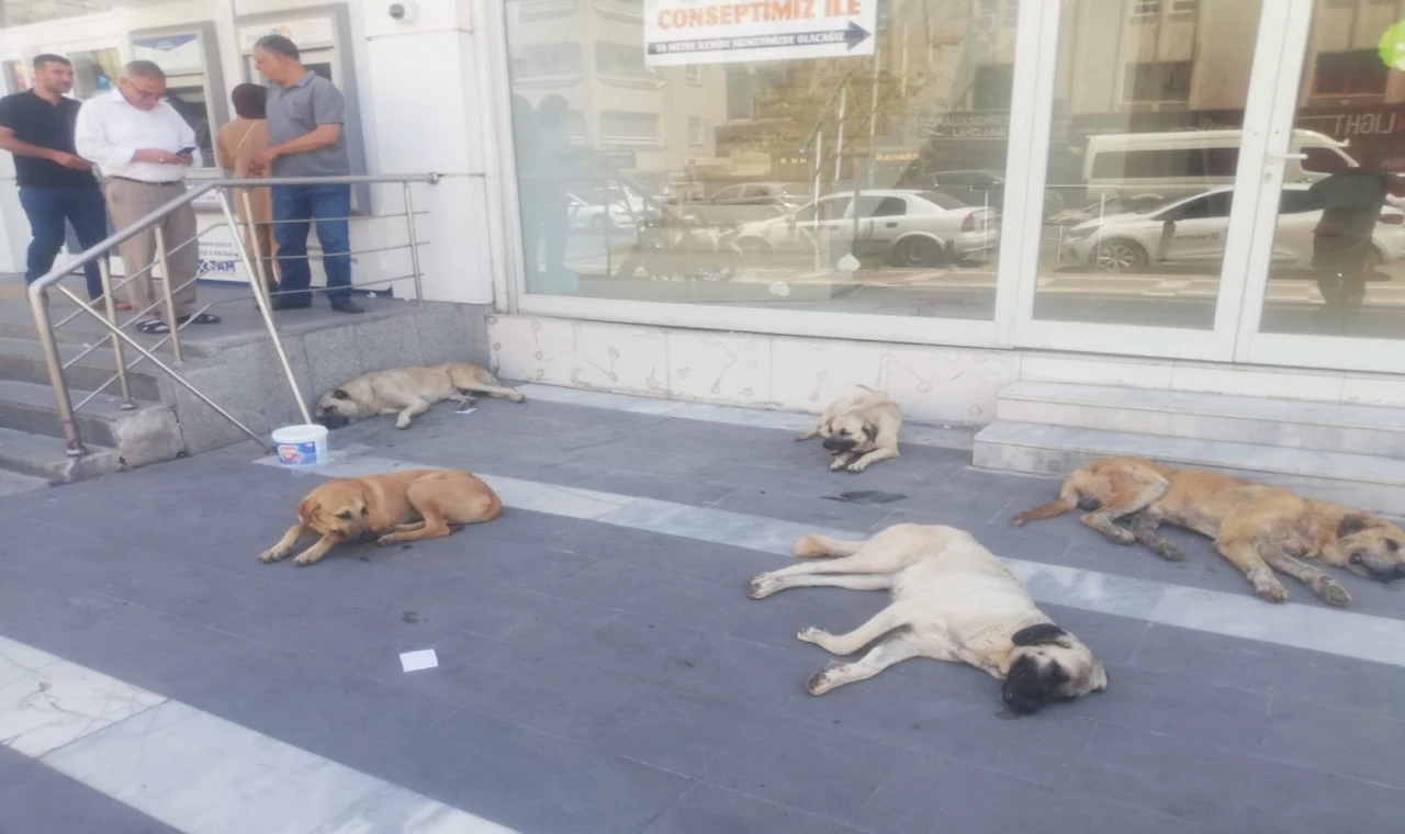 Şanlıurfa'da Başı boş köpekler kaldırımları işgal etti