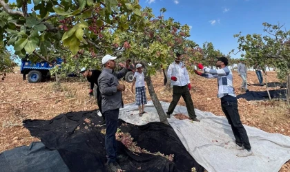 Esemkulu mahallesinde fıstık hasadı başladı