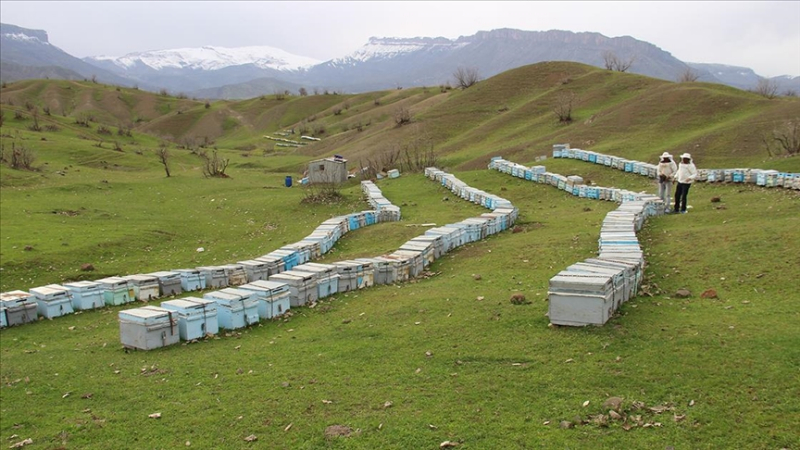 Hakkari'de bal üretimi