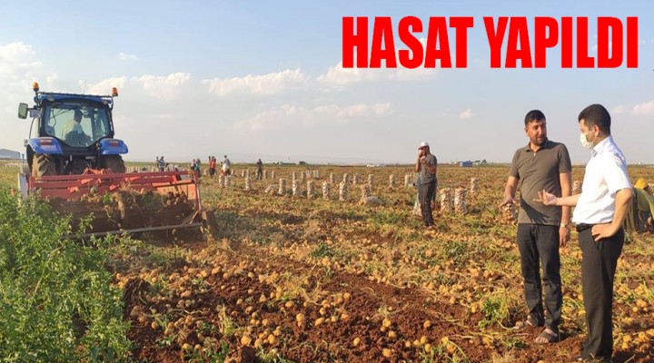 Viranşehir'de 450 dönüme patates ekildi