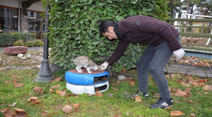 Kullanılmayan lastikler kedilere yuva oldu