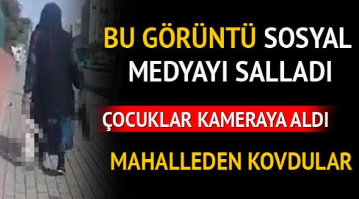 Şanlıurfa'da zehirlenen kedilerin çöpe atıldığı iddiası