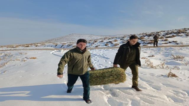 Urfa'da Yaban Hayvanları İçin Yem Bırakıldı