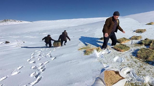 Şanlıurfa'da yaban hayvanları için doğaya 1 ton yem bırakıldı