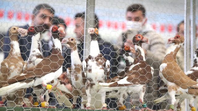 Uluslararası Güvercin Güzellik Yarışması Urfa’da Düzenlendi