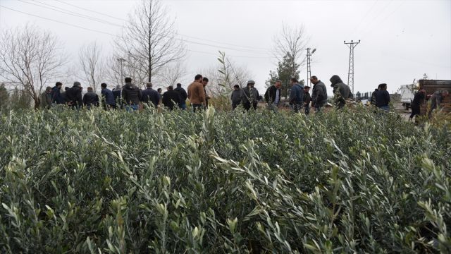 Urfa’da 25 bin meyve fidanı dağıtıldı