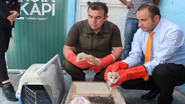 Urfa'da 4 Peçeli Baykuş Koruma Altına Alındı