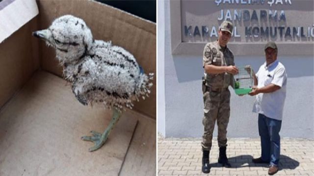 Kocagöz Kuşu Koruma Altına Alındı