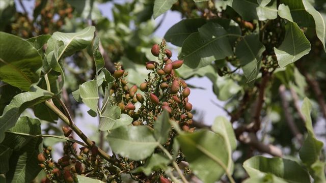 Yılın İlk Fıstığında Hasat Yapıldı