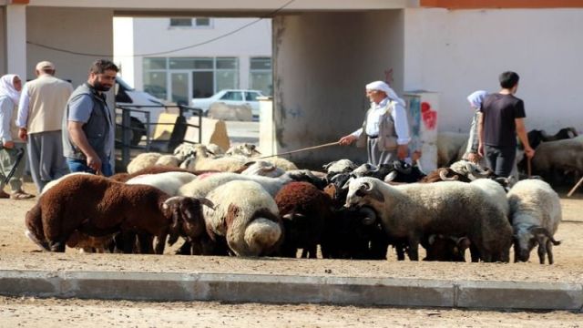 Urfa hayvan pazarlarında hareketlilik