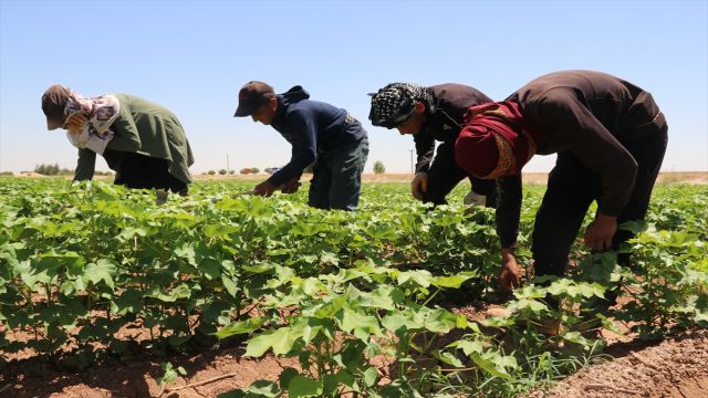 Urfa'da pamukta rekolte beklentisi yüksek