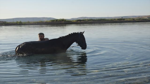 Urfa'da sıcaktan bunalan atlar Fırat Nehri'nde serinletildi