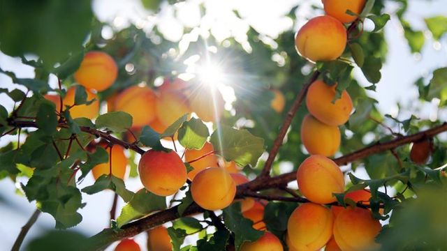 Urfalı tarım işçilerinin "mişmiş" mesaisi başladı