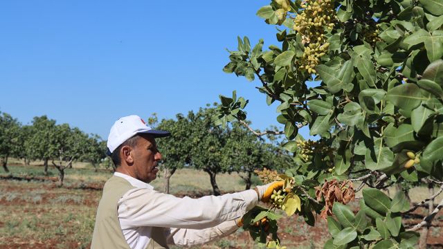 Urfa'da fıstık üreticileri taban fiyat istiyor