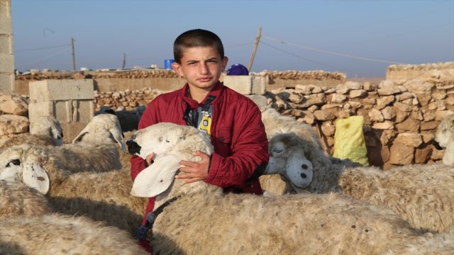 Suruç koyununun tescillenmesi için çalışma başlatıldı