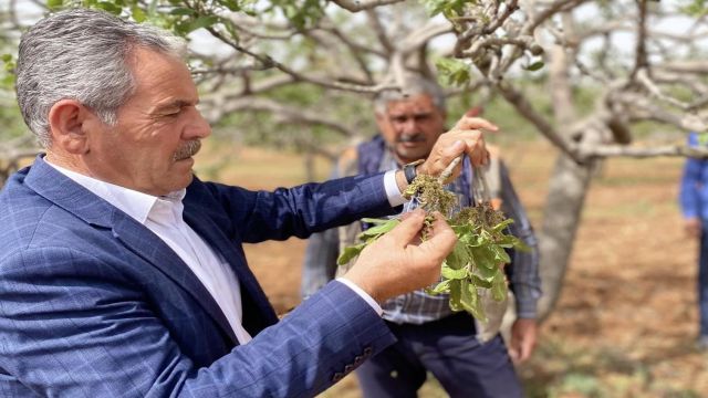 Urfa ilçesinde seçim heyecanı yaşanacak!