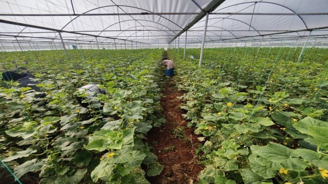 Sera kent'te büyüme öncesi hazırlık