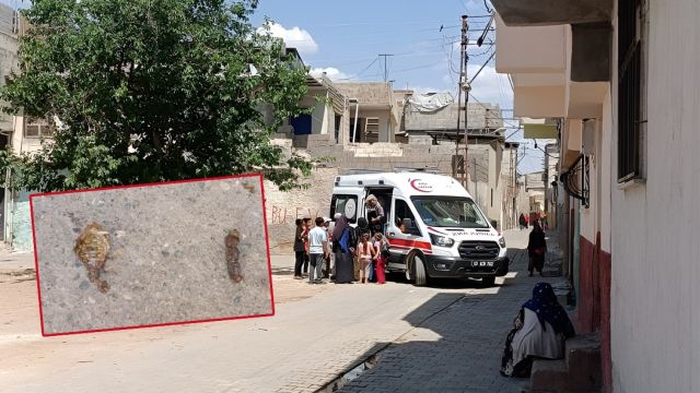 Urfa’da akrep sokan çocuk hastanelik oldu!