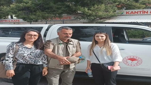 Urfa’da bitkin halde bulunan kaplumbağa DKMP ekiplerince tedaviye alındı