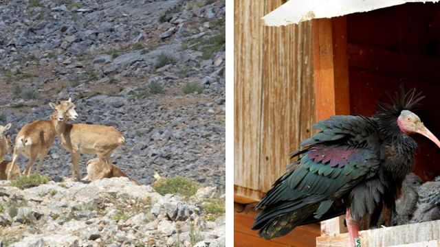 Koruma çabaları sonuç verdi: Kelaynak ve ceylan nesli tükenmekte olan türler arasında değil