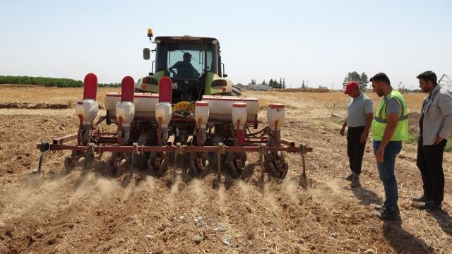 Şanlıurfa Büyükşehirden mısır ekimi!