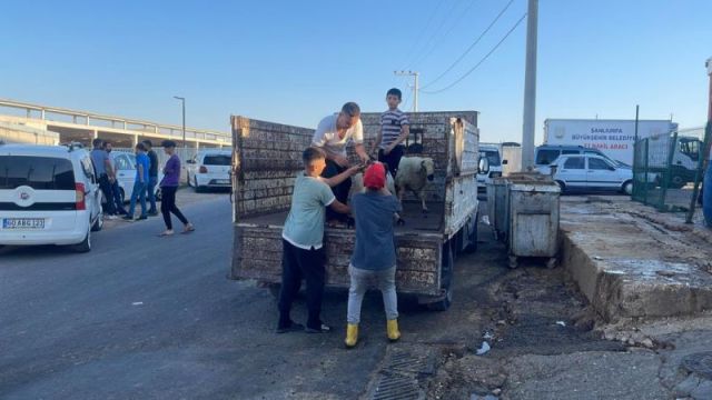 Şanlıurfa’da vatandaşların kurban kesim telaşı başladı