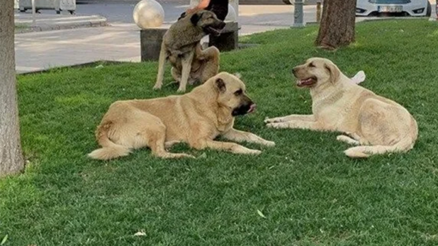 Sokak Köpekleri Kararının Aynısını Urfa’da Bekliyor