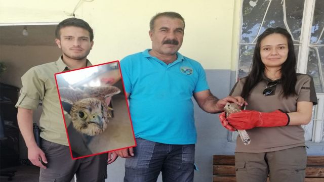 Urfa’da Bulundu Tedavi Altına Alındı