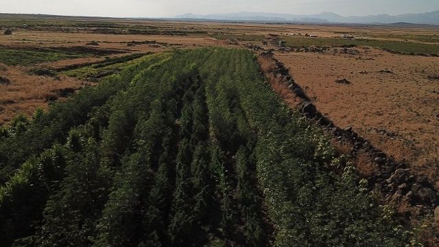 Bamya tarlasına uyuşturucu ekti: tutuklanarak ceza evine göderildi