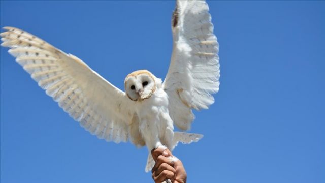 Bitkin halde bulunmuştu tedavisi tamamlanınca doğaya bırakıldı