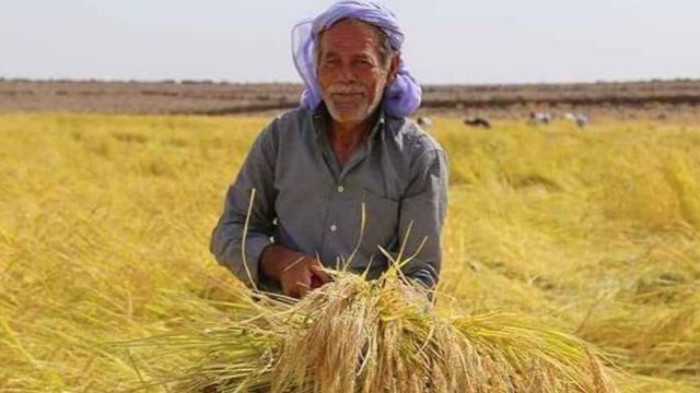 Karacadağ pirinci hasadı başladı