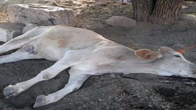 Kuduz Vakası Urfa’dan sonra Diyarbakır'da da görüldü