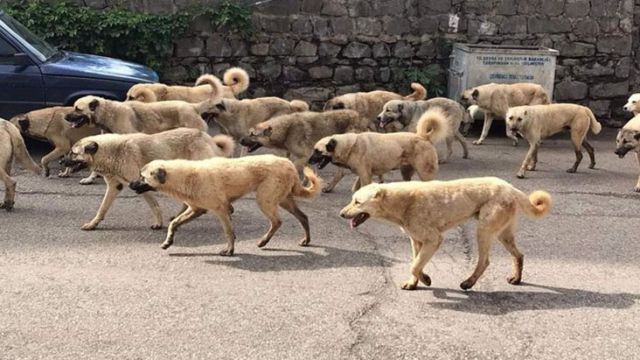 Sokak köpekleri sorunu için 3 Bakanlık ortak çalışacak