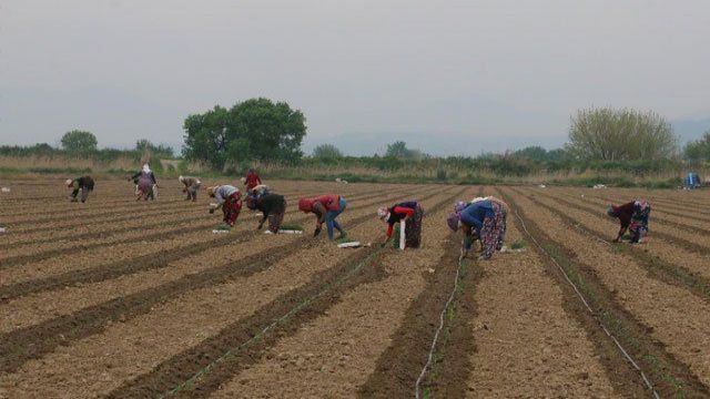 Tarım işçisi ölüm raporu yayımlandı: Ölümlerde Şanlıurfa 2. Sırada yer aldı