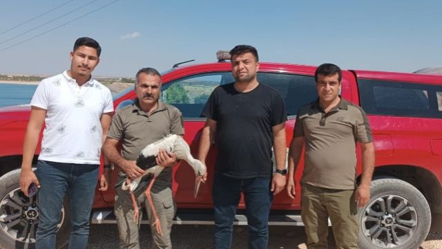 Tedavisi tamamlanan leylekler doğaya bırakıldı