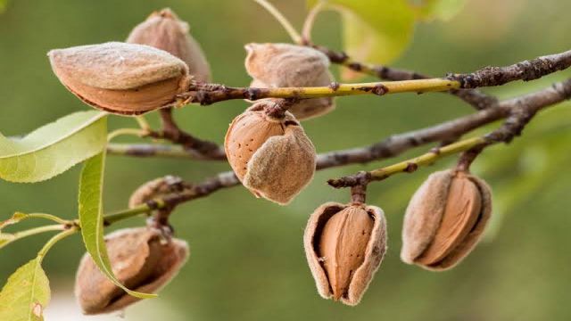 Urfa’da badem hasadı başladı