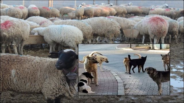 Başıboş köpekler koyunları telef etti