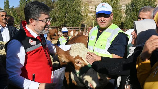 Depremden etkilenen yetiştiricilere büyükbaş hayvan dağıtılacak