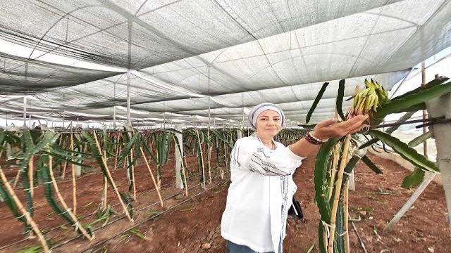 Eyyübiye’de tropik meyve üretim çalışması sonuç verdi