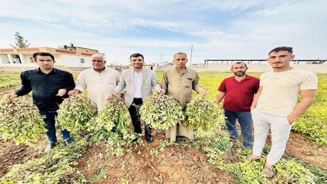 Harran’da yer fıstığı üretimi artıyor