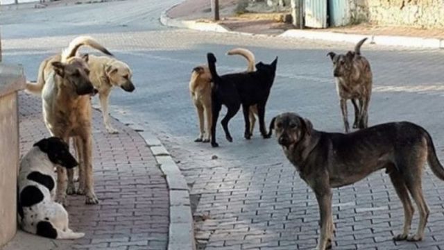 Sokak köpeği kaynaklı ölümlerde Urfa ilk sırada