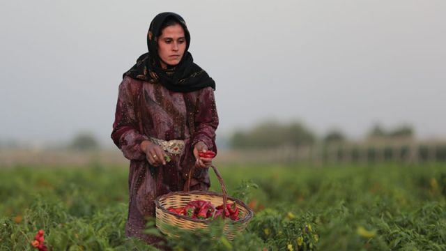 Tarlada isot hasadı başladı