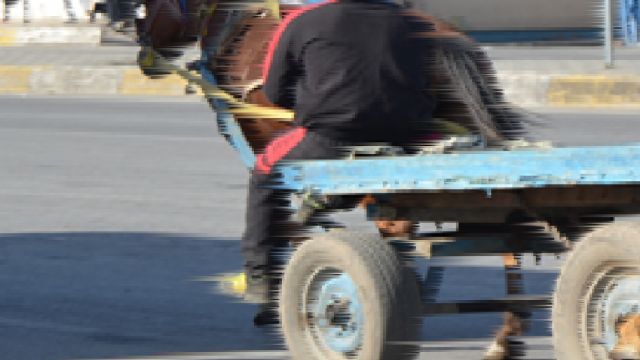 Urfa’da at arabası takla attı