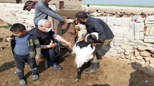 Barış Pınarı bölgesindeki köylülerin hayvanları aşılandı