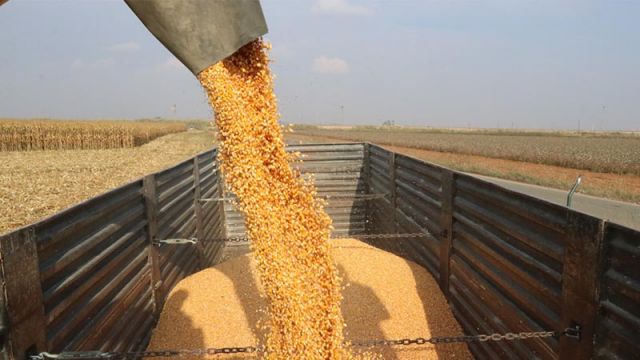 Büyükşehir Belediyesi proje ile ektiği tahılların hasadına başladı