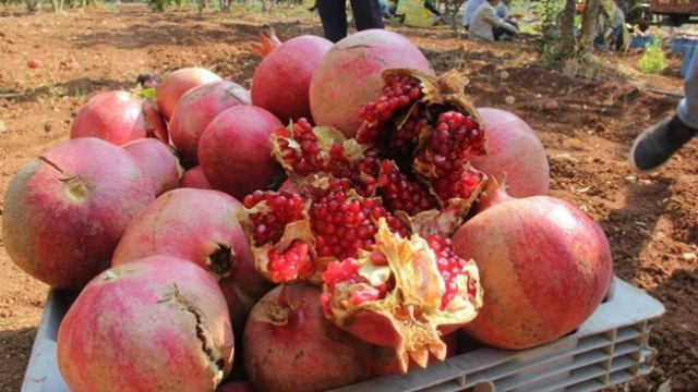 Suruç’tan Avrupa’ya ihraç edilen narın hasadı bitti